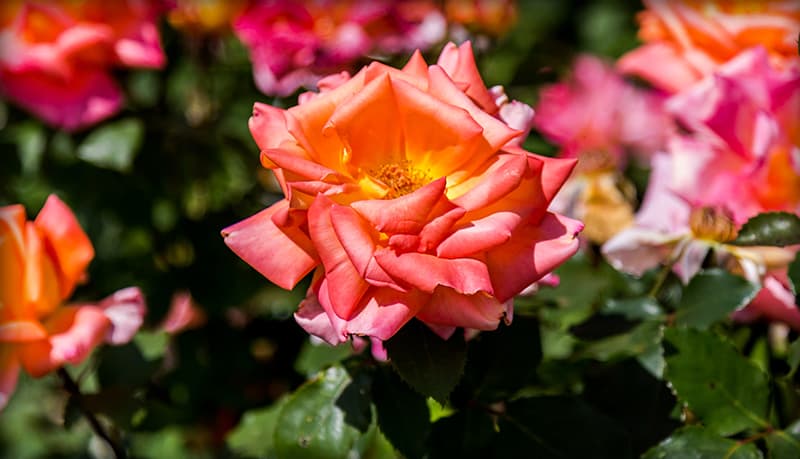 Rose Flower Bloom on Shrub